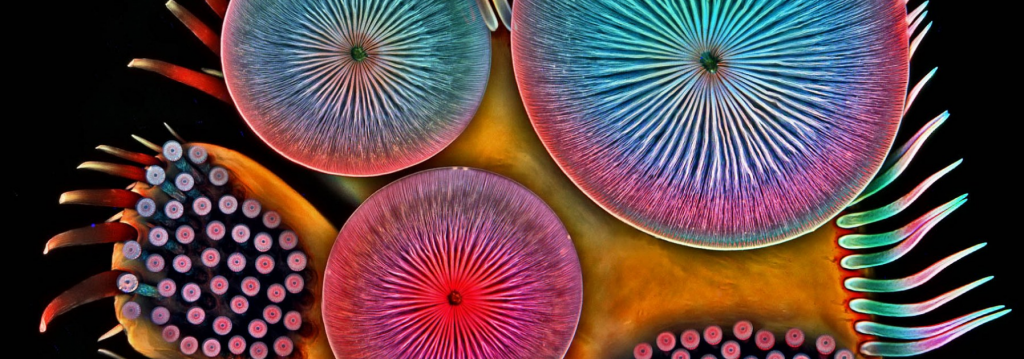 Микромир под микроскопом для детей как хобби. Микромир под микроскопом для детей как хобби.